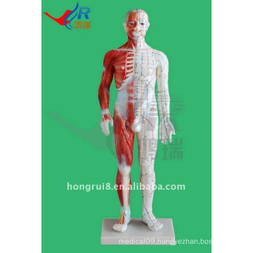 acupuncture model - whole body model 46 cm pvc